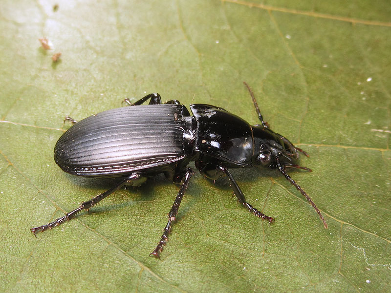 Carabidae: Abax continuus